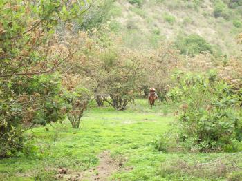 Andrew Wharton and Dave Clingman's adopted horse, Jorge, at the San Jose del Tajo RV motorhome park in Tlajomulco, Jalisco, Mexico, near Guadalajara